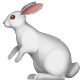 rabbit2