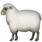 sheep