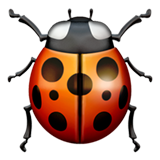 beetle