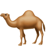 dromedary_camel