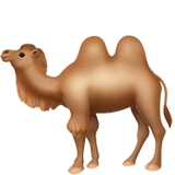 camel